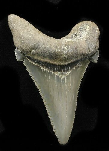 Serrated Angustidens Tooth - Megalodon Ancestor #32974